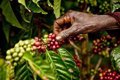 Les Vingt-sept fixent leur position pour la réforme qui interdit l&rsquo;importation de café contribuant à la déforestation