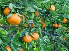 Les Vingt-Sept ont évoqué lundi l&rsquo;impact de la canicule sur la production céréalière