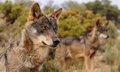 La Galice, les Asturies, la Cantabrie et la Castille et León portent plainte auprès de l’UE concernant le nouveau statut du loup