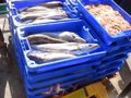 Planas annonce une augmentation de 84% du quota de merlu du sud pour l&rsquo;Espagne au cours de cette campagne