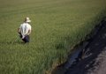 L’UPA Sevilla met en garde contre un « préjudice grave » pour les riziculteurs en « annulant » les tarifs d’importation du Cambodge et de la Birmanie
