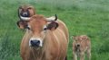 L’Union européenne déclare les îles Baléares, la Catalogne et Murcie indemnes de tuberculose bovine