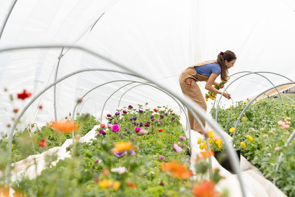Pourquoi les exportations horticoles ne sont pas de tout repos