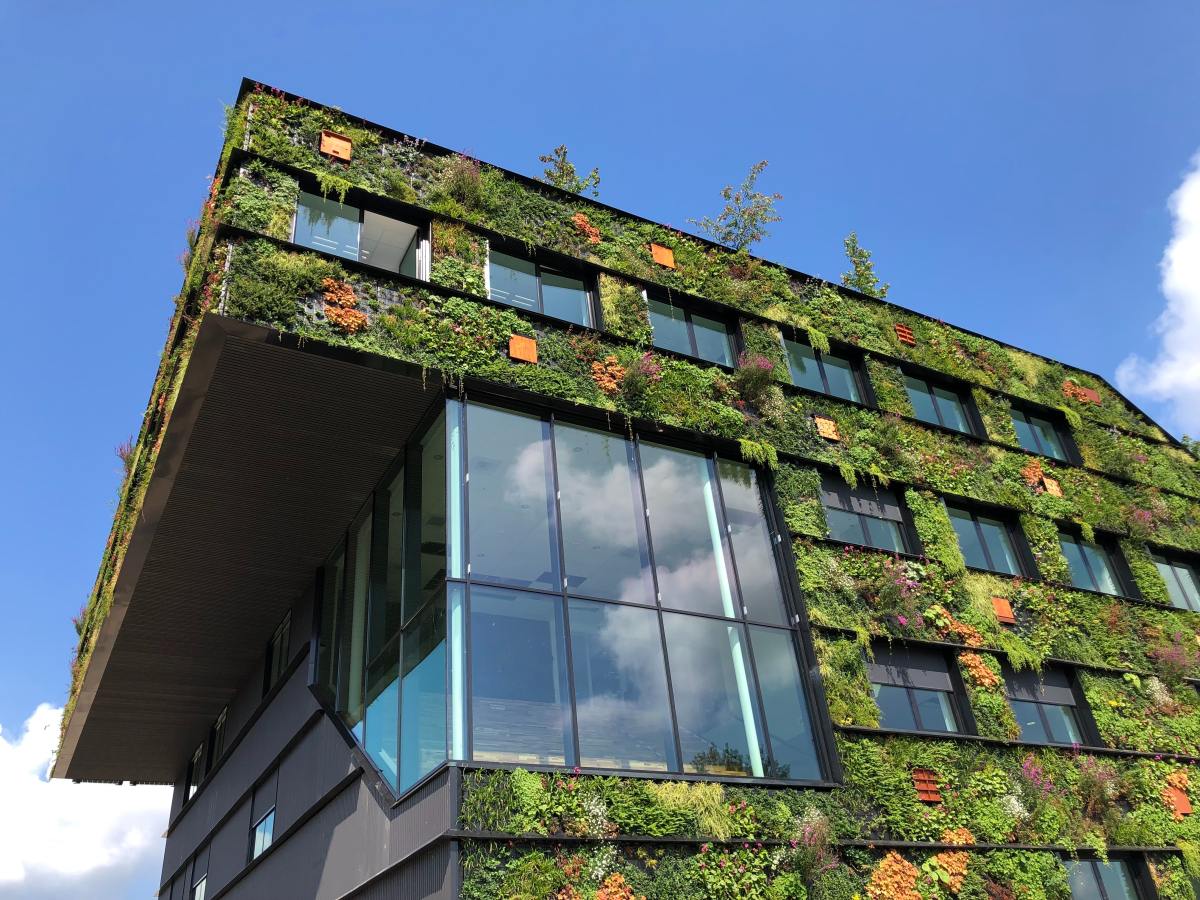Des arbres pour la vie : rendre nos villes plus vertes peut réduire d’un tiers les décès prématurés