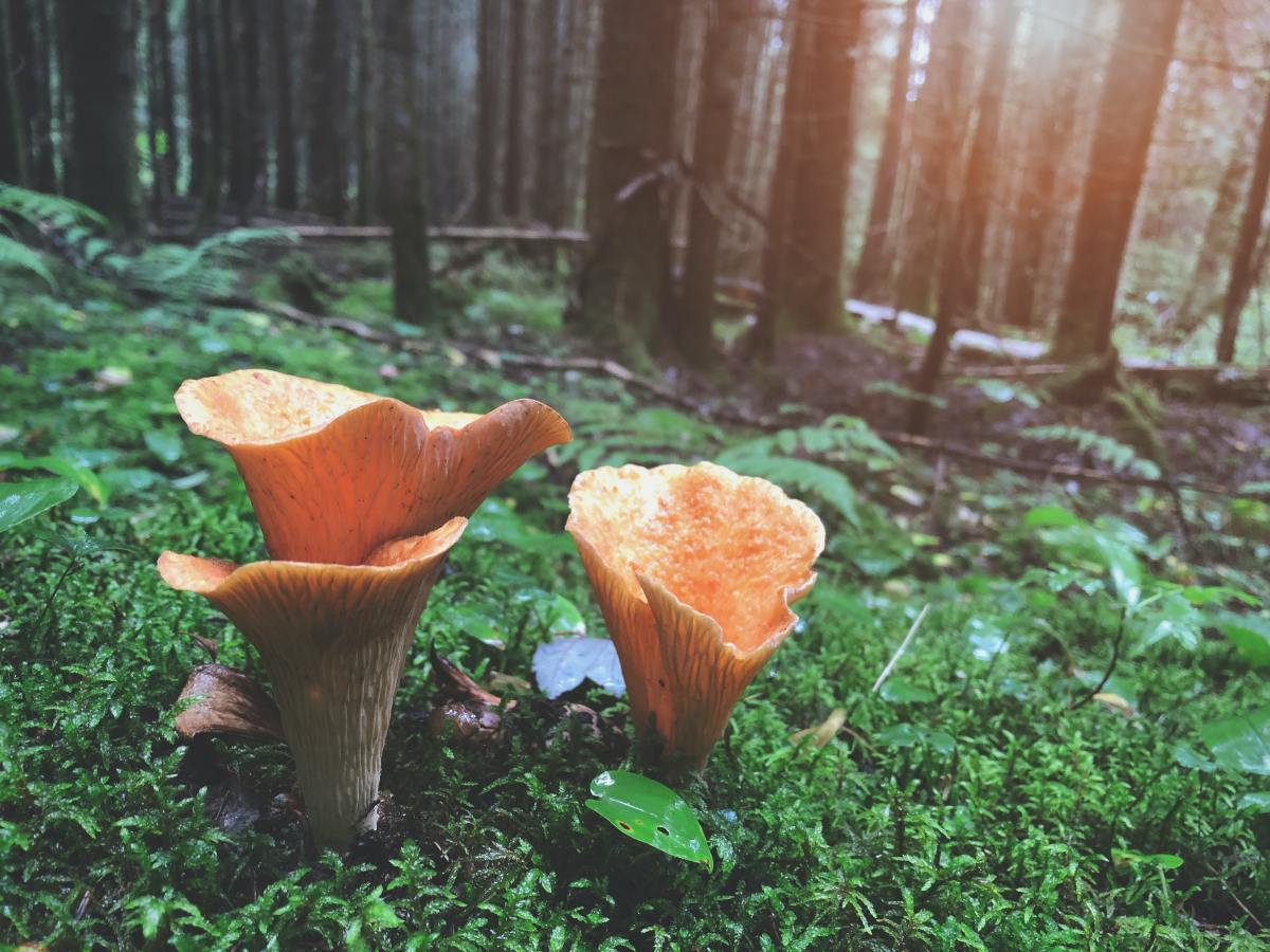 50% de l&rsquo;économie mondiale est menacée par la perte de biodiversité