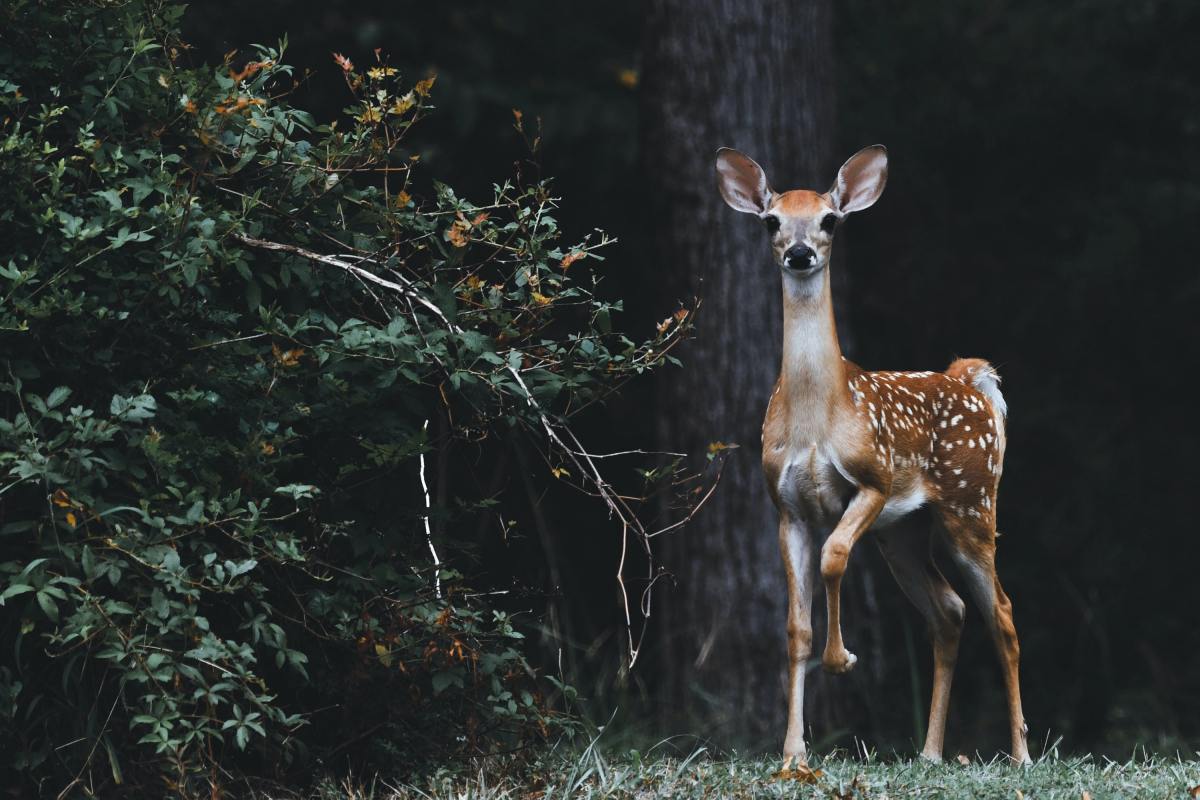 Voici combien d&rsquo;animaux aux États-Unis sont menacés d&rsquo;extinction, et les autres histoires de crise climatique que vous devez lire cette semaine