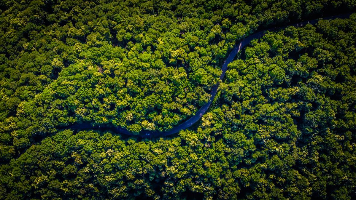 Les 5 meilleures façons d’investir dans la plantation responsable d’arbres en Amazonie