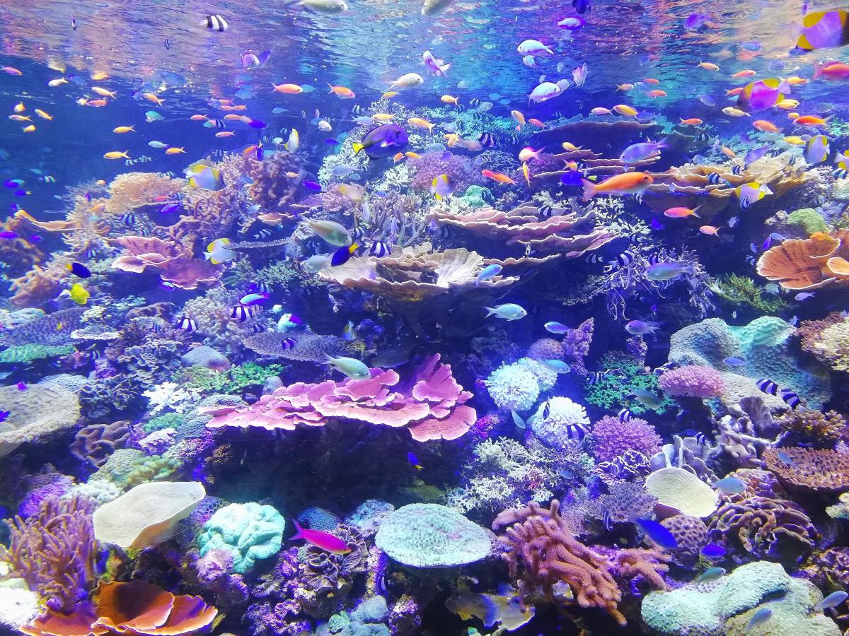 Mission de l’UE « Restaurer nos océans et nos eaux »: 106 millions d’euros pour 18 nouveaux projets de protection, de conservation, de dépollution et d’innovation