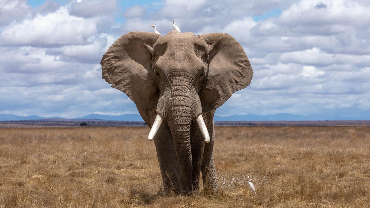 Voici comment l&rsquo;IA aide les éléphants d&rsquo;Afrique en voie de disparition