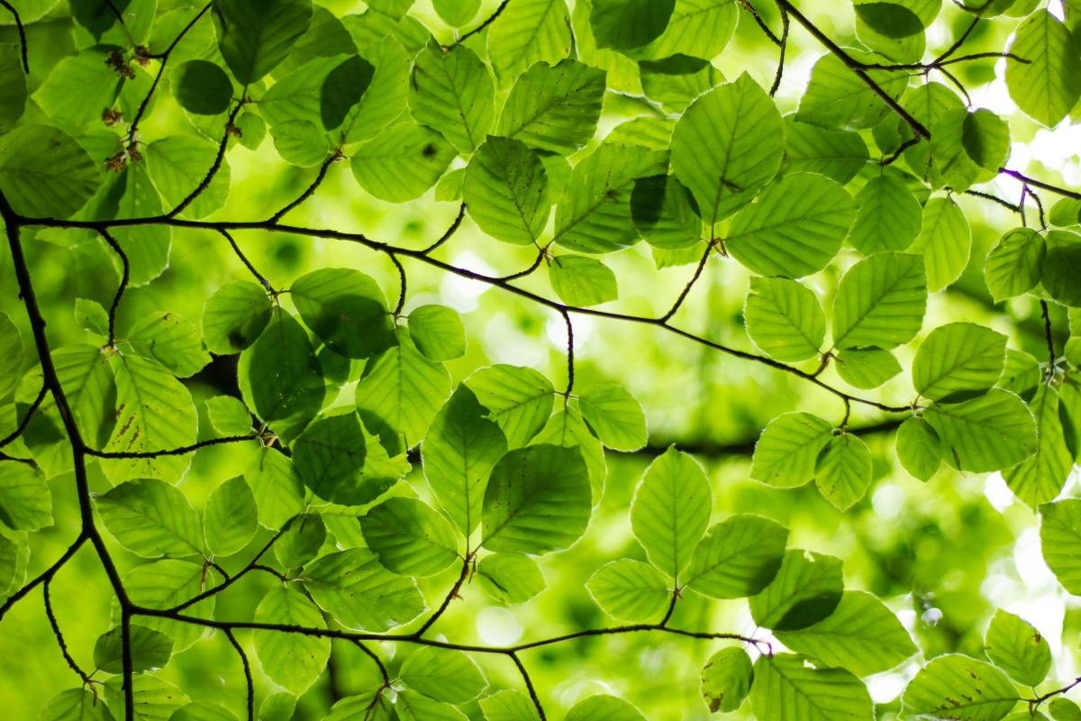Green Deal européen : une utilisation plus durable des ressources naturelles des plantes et des sols
