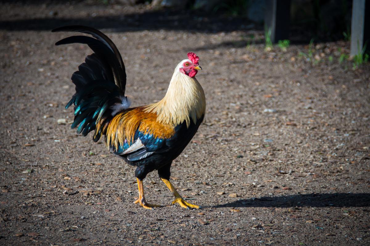 Grippe aviaire H5N1 : ce que vous devez savoir sur la dernière épidémie