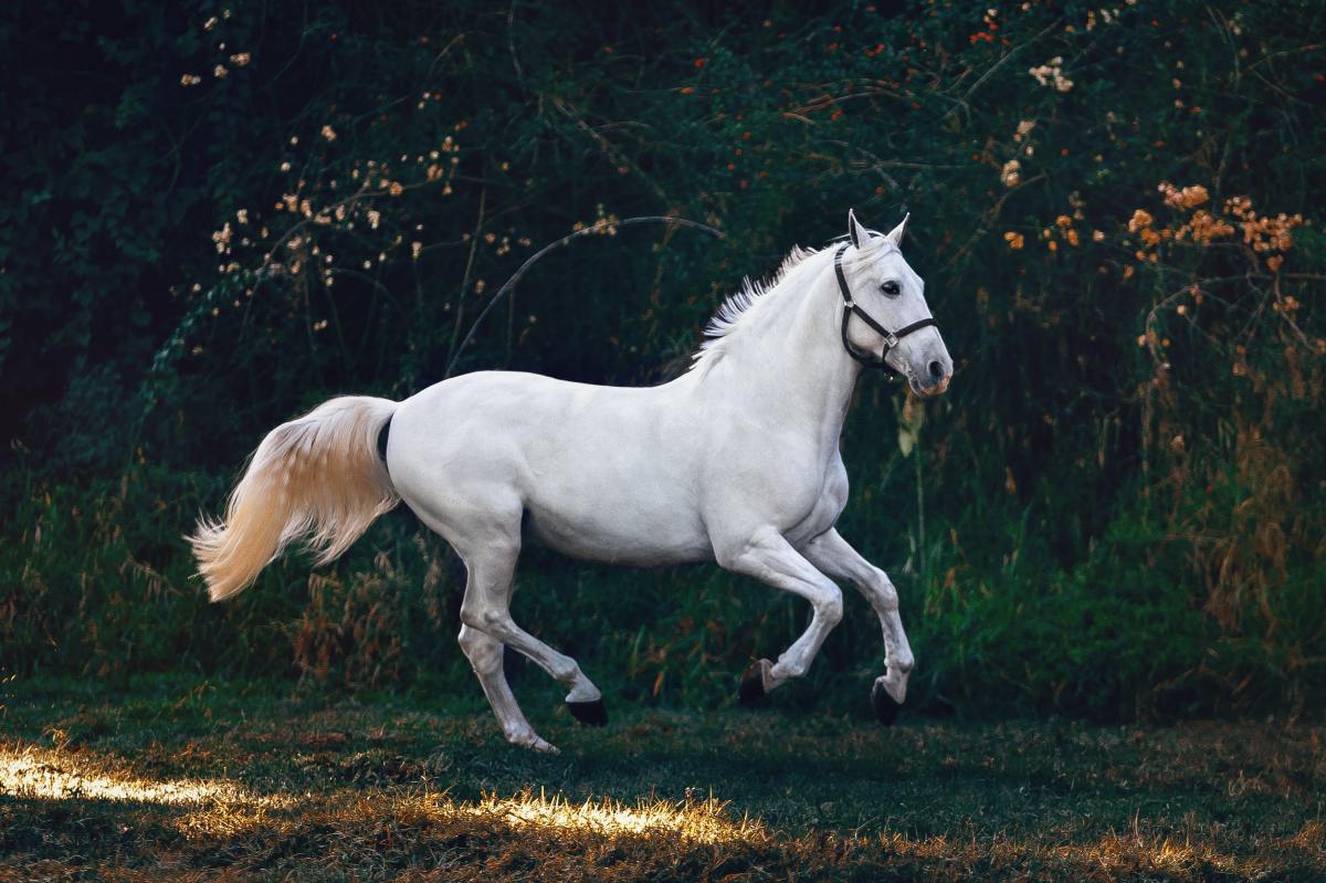 Initiative citoyenne européenne : la Commission décide d’enregistrer une initiative appelant à une meilleure protection des chevaux