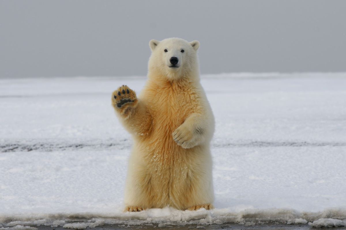 Les régions polaires sont notre police d’assurance contre le changement climatique galopant. Voici pourquoi