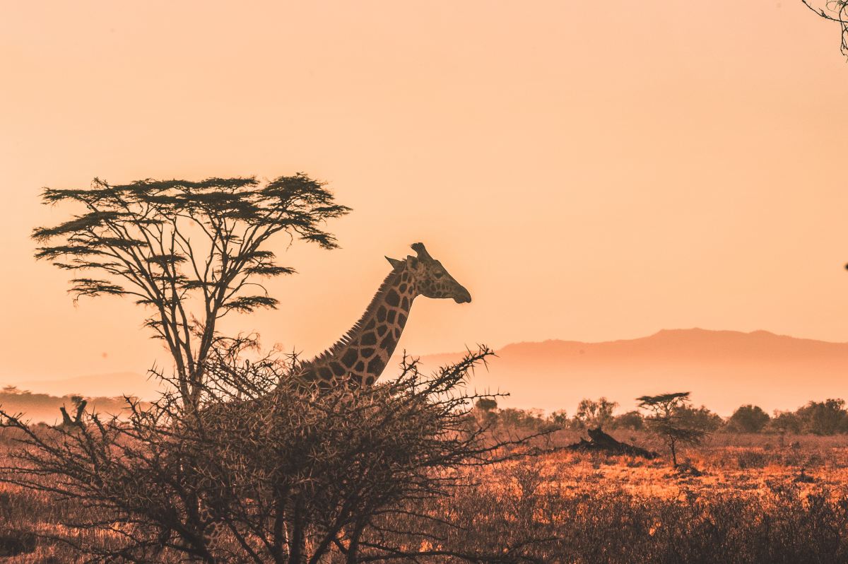 Global Gateway : Team Europe investit dans la mobilité verte transformatrice à Nairobi