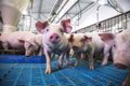 Les 27 veulent que des seuils « équitables » soient garantis pour réduire les émissions en agriculture intensive