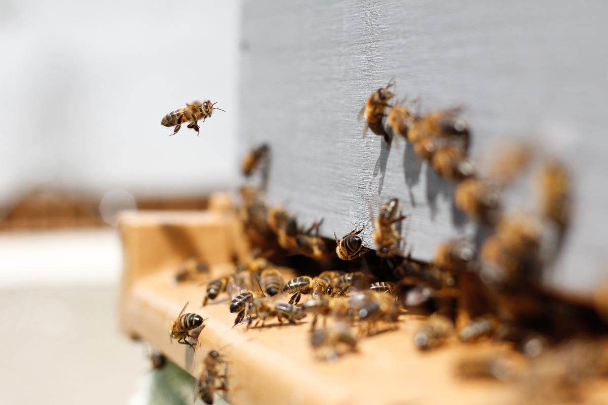 « Sauvez les abeilles et les agriculteurs ! » : un million de signatures dans le cadre de l&rsquo;initiative citoyenne européenne signalent aux colégislateurs de l&rsquo;UE qu&rsquo;ils doivent maintenir leur ambition environnementale