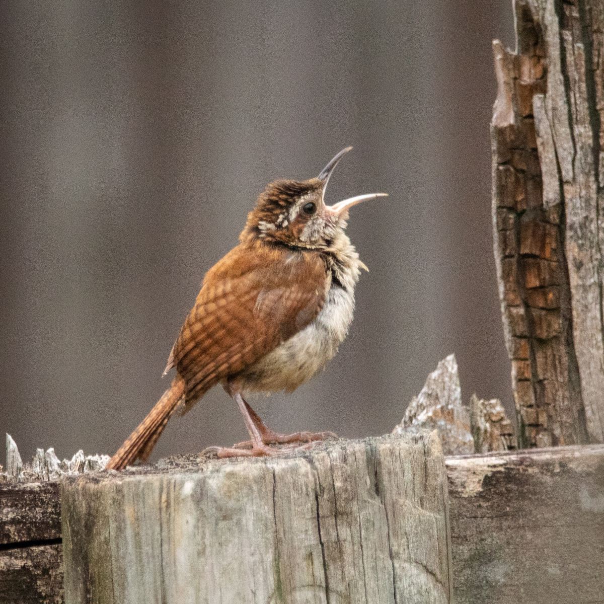 Où sont passés tous les oiseaux chanteurs ?