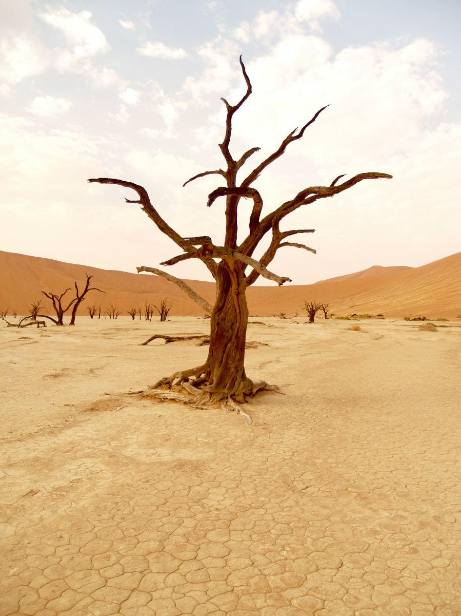 Jour de la Terre : Voici 5 façons de développer les solutions climatiques, selon le GIEC