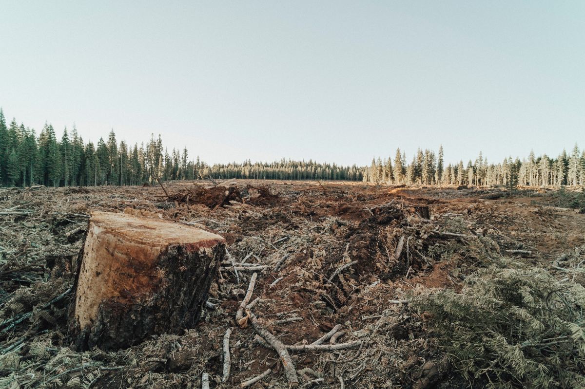 Le Parlement adopte une nouvelle loi pour lutter contre la déforestation mondiale