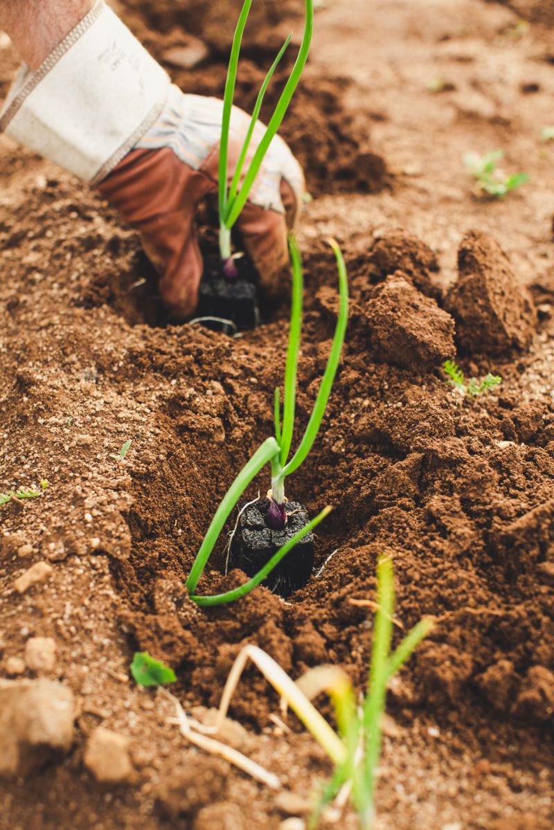 La Commission met à jour les normes de commercialisation des produits agroalimentaires afin de mieux répondre aux besoins des consommateurs et à la durabilité