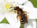Bruxelles exhorte les gouvernements et le Parlement européen à s&rsquo;accorder sur des limites qui réduisent l&rsquo;utilisation de pesticides nocifs pour les abeilles
