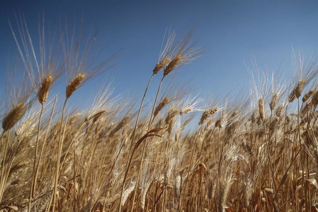 Bruxelles s&rsquo;accorde sur le veto sur les céréales ukrainiennes avec les cinq États membres les plus touchés par les importations