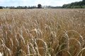 L&rsquo;Ukraine proteste auprès de la Pologne et de l&rsquo;UE pour les restrictions sur les exportations agricoles