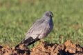 Le Conseil lance le projet de conservation du Busard cendré et d’autres oiseaux des steppes, localisant et préservant les nids