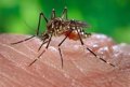 Mosquito Alert et Hernesstom, deux projets du CSIC récompensés par le EU Award for Citizen Science