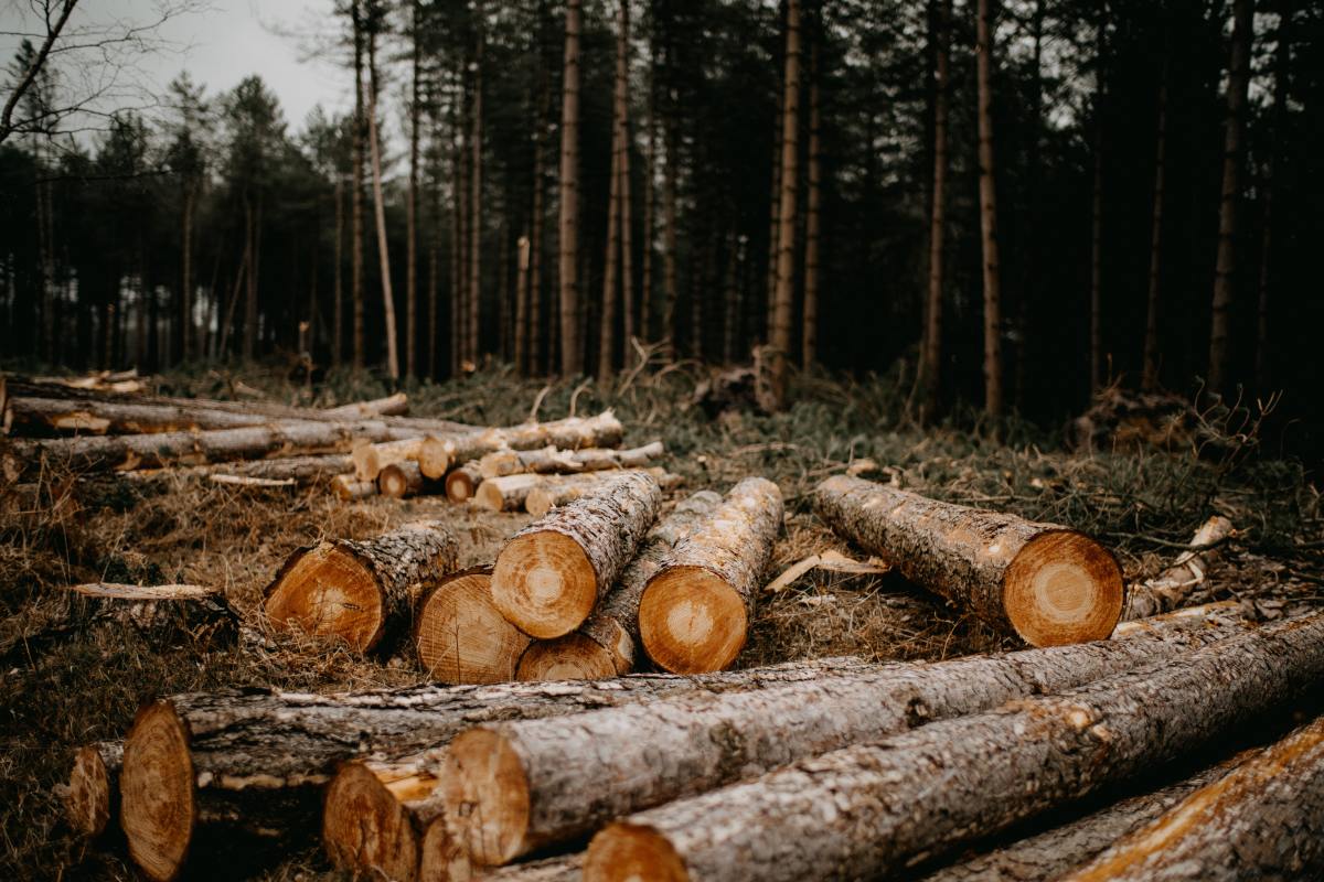 Préserver les forêts signifie que les entreprises pensent au-delà de leur propre chaîne de valeur