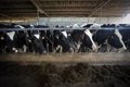 Bruxelles affirme que l&rsquo;assouplissement des contrôles de la tuberculose bovine à CyL va à l&rsquo;encontre des normes de l&rsquo;UE