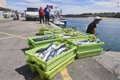 Bruxelles envisage de passer à des quotas de pêche biennaux pour les populations exclusives de l’UE en 2024, comme demandé par l’Espagne