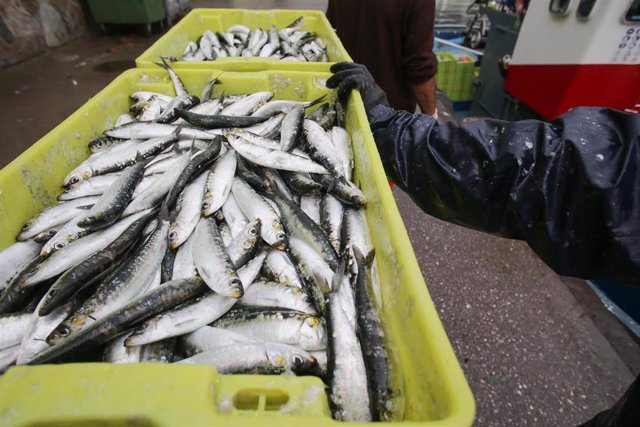 Le Parlement européen soutient la révision des règles de contrôle de la pêche de l’UE contre les captures illégales