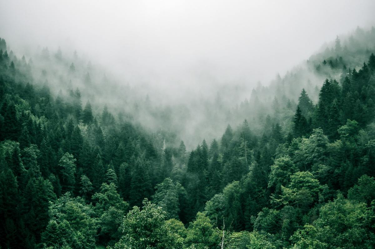 Pourquoi les forêts protégées sont essentielles pour atteindre les objectifs climatiques