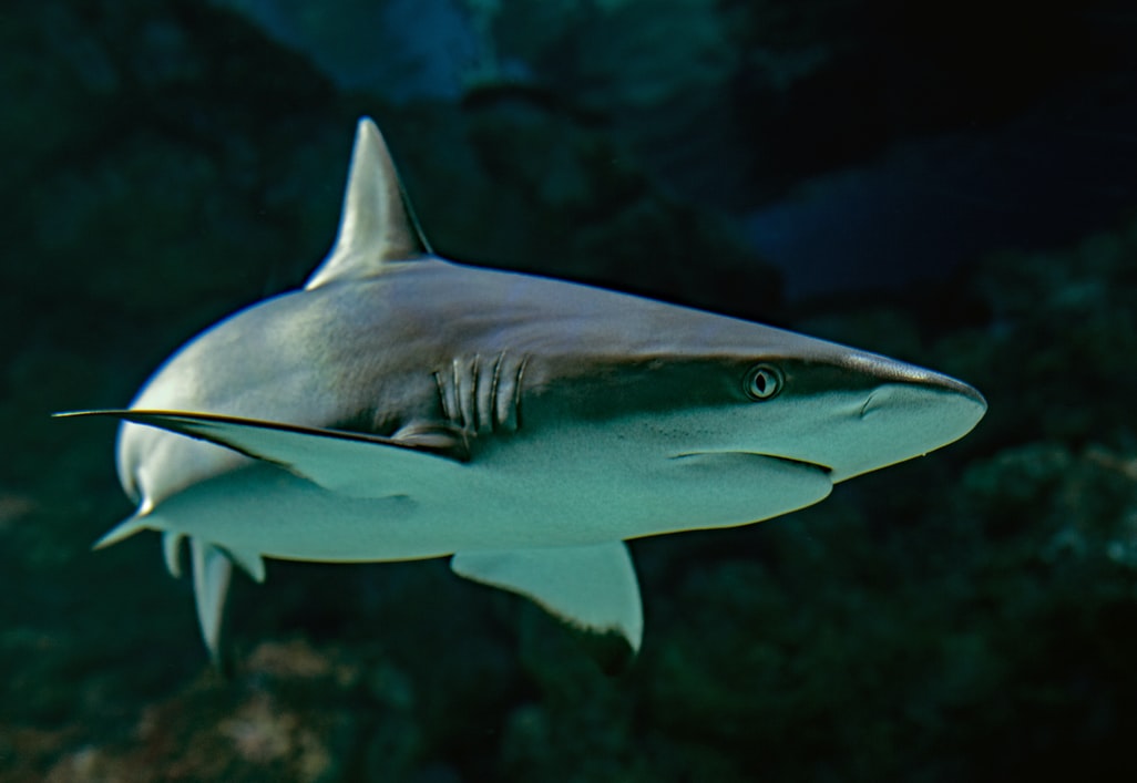 « Stop finning – Stop the trade »: la Commission salue l&rsquo;initiative citoyenne européenne et étudiera les moyens de lutter contre le commerce des ailerons de requin