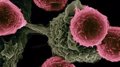 Le CSIC et les États-Unis collaborent sur un projet d’amélioration du traitement du cancer basé sur des molécules synthétiques