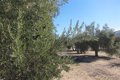 Ils appellent les agriculteurs et les éleveurs de la province de Jaén à assister à la concentration du 5 septembre à Cordoue