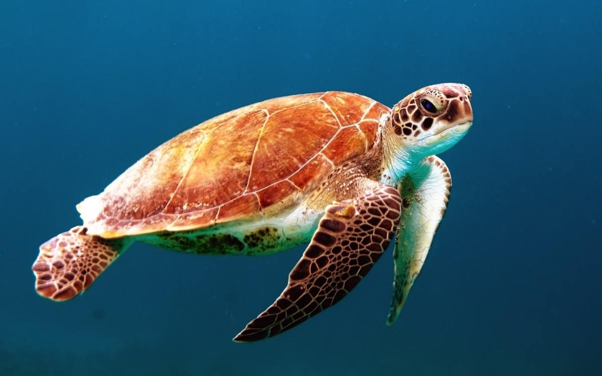 Ces robots tortues marines pourraient-ils être utilisés pour sauver les vraies ?