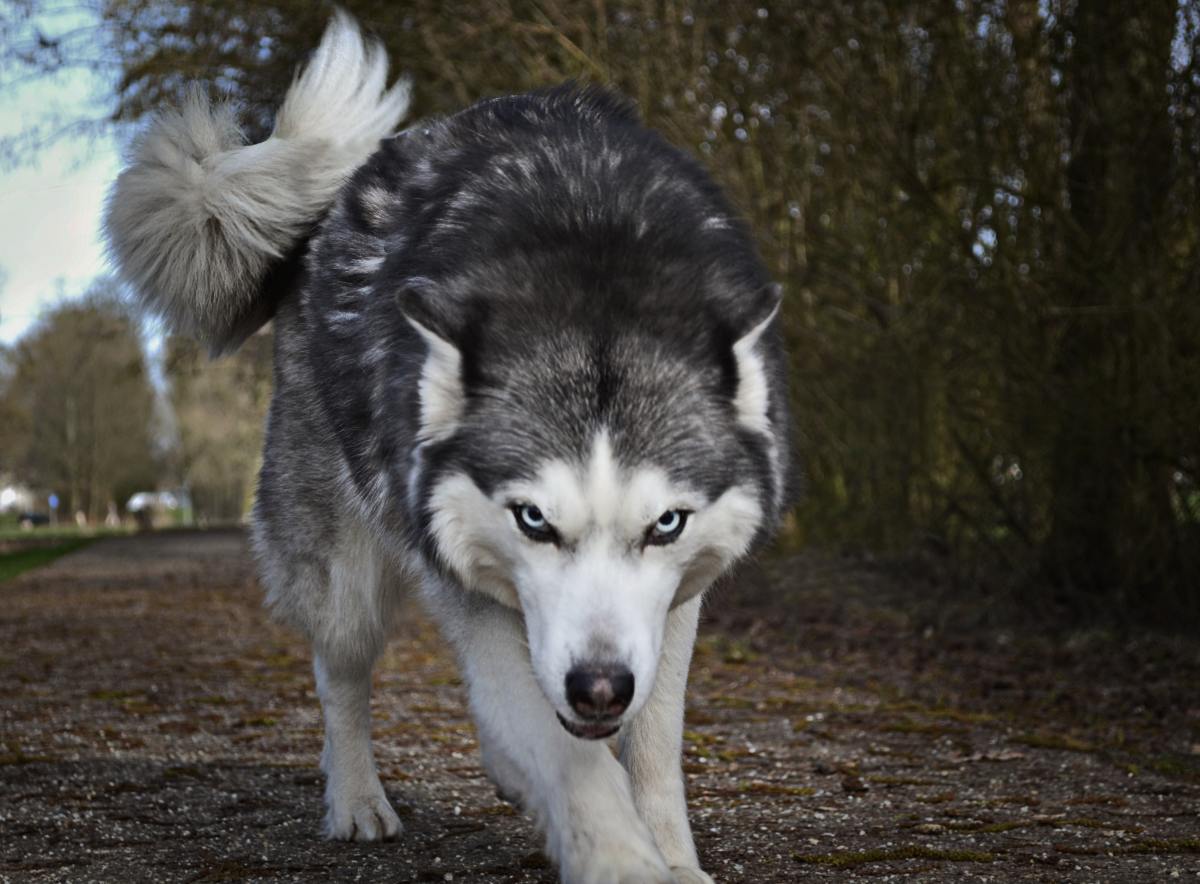 Loups en Europe: la Commission exhorte les autorités locales à tirer pleinement parti des dérogations existantes et à collecter des données pour l&rsquo;examen de l&rsquo;état de conservation