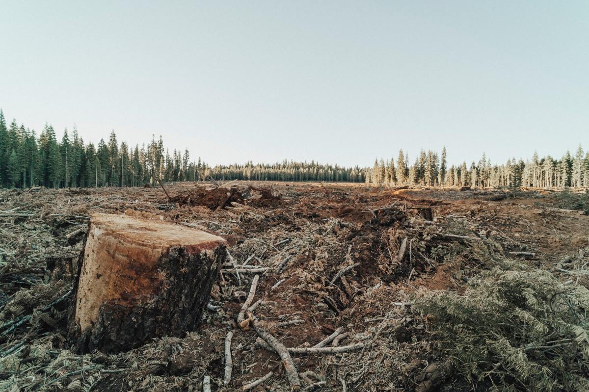 Ces cartes montrent la déforestation et bien plus encore en Amérique latine – voici comment elles peuvent aider à contrer la crise climatique