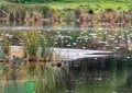 Ils préviennent que des poissons morts sont réapparus flottant dans le Domingo Rubio Estero de Huelva