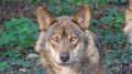 La Cantabrie salue le fait que Bruxelles étudie l&rsquo;assouplissement de la protection des loups, même si « c&rsquo;est peut-être un peu tard »