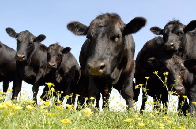 L’alimentation, premier facteur de l’énorme empreinte écologique de l’UE