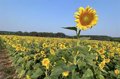 Les Vingt-Sept appellent à « des instruments et des financements » pour faire face au changement climatique dans le secteur agricole