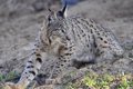 Le parc national de Cabañeros et la ferme Quintos de Mora, propices à l&rsquo;hébergement du lynx ibérique et à la connexion des populations