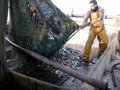 Le secteur de la pêche souligne que 40% de la flotte chalutière andalouse « est condamnée à disparaître »