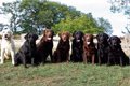 Le nombre de chiens en Europe a triplé de près de 200 % en huit ans, pour atteindre 73 millions en 2022, selon le RSCE