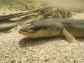 Les municipalités de Gipuzkoa demandent au gouvernement basque de demander à l&rsquo;Union européenne un moratoire sur la pêche à l&rsquo;anguille