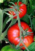 Cooperativas Agro-Alimentarias espère que Planas fera valoir les revendications du secteur : « Ce n'est pas durable »
