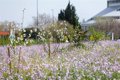 El Bosque de los Zaragozanos, finaliste des Nouveaux Prix Européens du Bauhaus, promus par l'UE